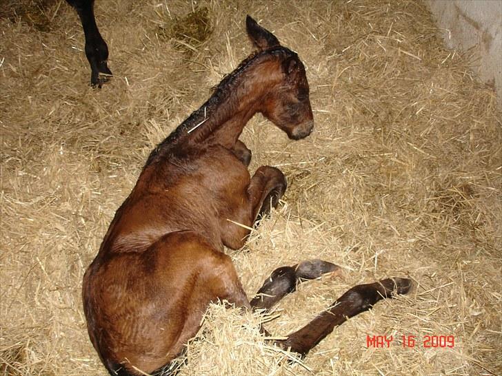 Dansk Varmblod Svanegaardens Zachdroneur billede 12