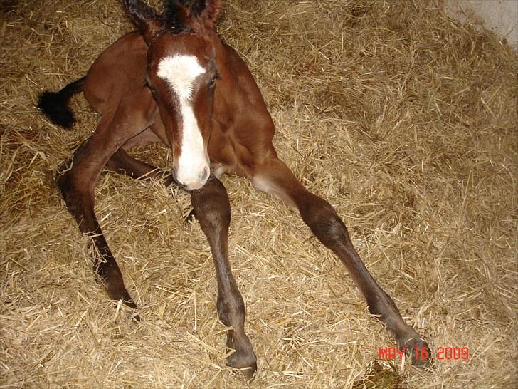 Dansk Varmblod Svanegaardens Zachdroneur billede 13