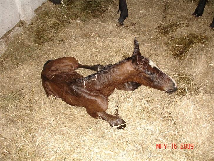 Dansk Varmblod Svanegaardens Zachdroneur billede 14