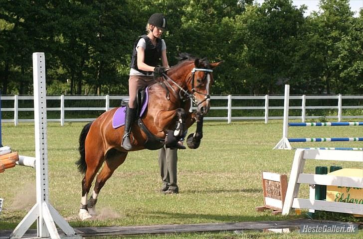 Welsh Cob (sec D) Lindbergs Fashion R.I.P d. 14/3-12 - Vi springer vandgrav for første gang :D Foto: Lone. P billede 9