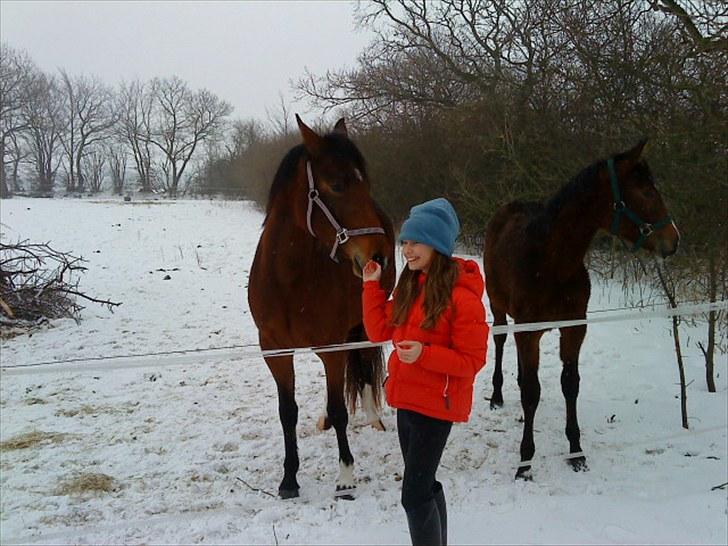 Welsh Partbred (Sec F) First Choice *StaldDK - Mig, Anne og Karmann Ghia billede 7