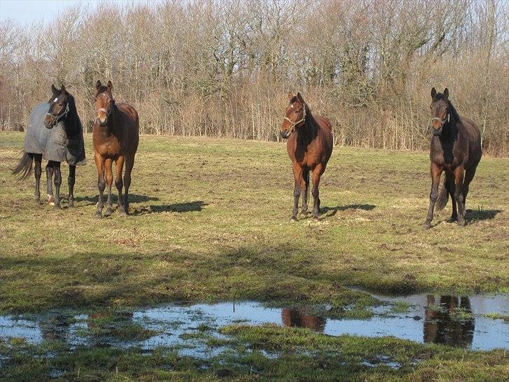 Welsh Partbred (Sec F) First Choice *StaldDK - mine 2 venner, min lille bror og mig selv hygger ude på folden. I kan nok godt selv finde ud af hvem min bror er xD billede 8