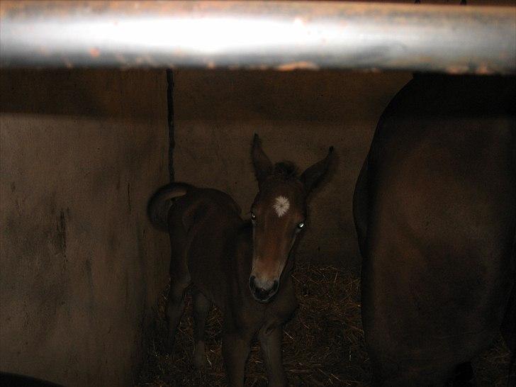 Welsh Partbred (Sec F) First Choice *StaldDK - Mig som følle basse (Første gang Anne så mig) billede 9