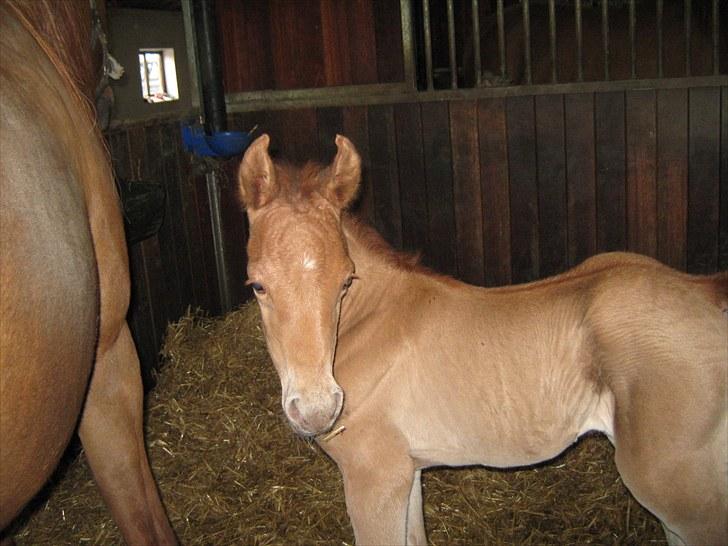 Arabisk fuldblod (OX) Alim ibn ibn washa ox billede 6