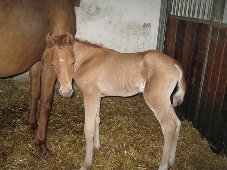 Arabisk fuldblod (OX) Alim ibn ibn washa ox billede 7