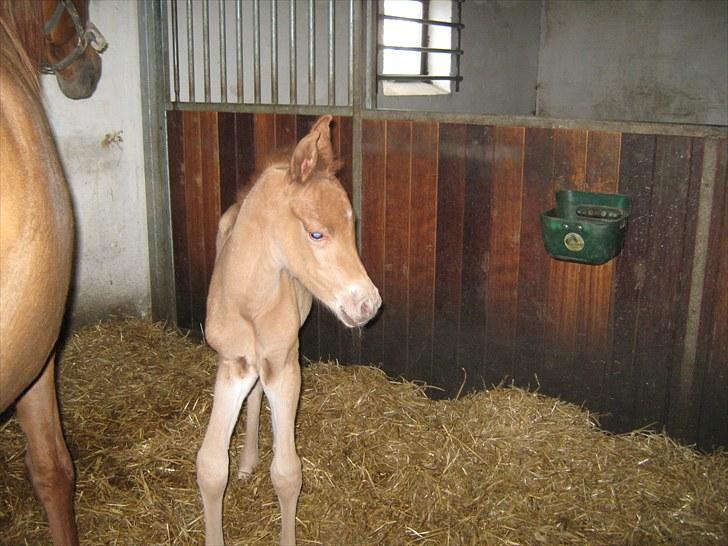 Arabisk fuldblod (OX) Alim ibn ibn washa ox billede 8