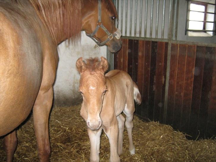 Arabisk fuldblod (OX) Alim ibn ibn washa ox billede 9