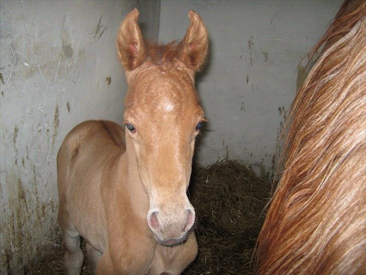 Arabisk fuldblod (OX) Alim ibn ibn washa ox billede 10