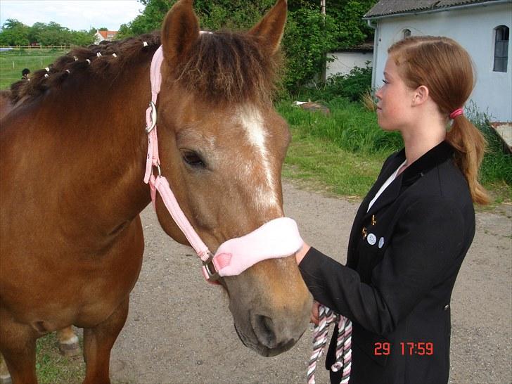 New Forest Roløkke Alpe billede 9