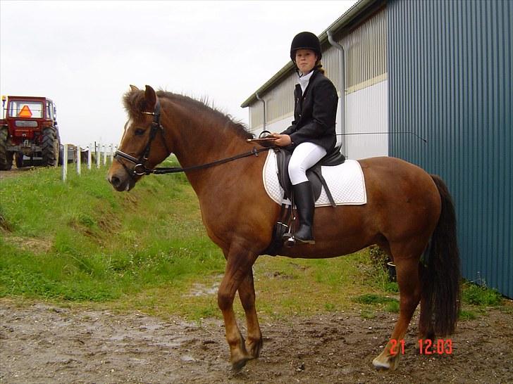 New Forest Roløkke Alpe billede 11