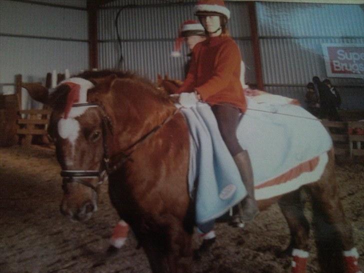 New Forest Roløkke Alpe - for efterhånden nogle år siden til et julestævne :) billede 12