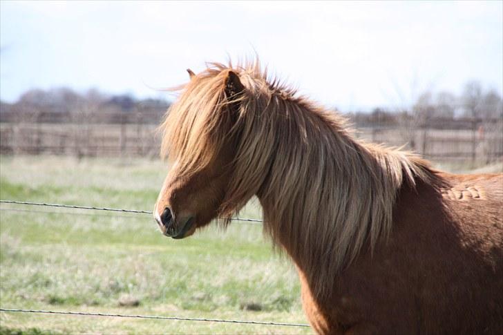 Islænder Bergdis Frá Króki - Man er vel en dame. Foto: Sofie Krog billede 9