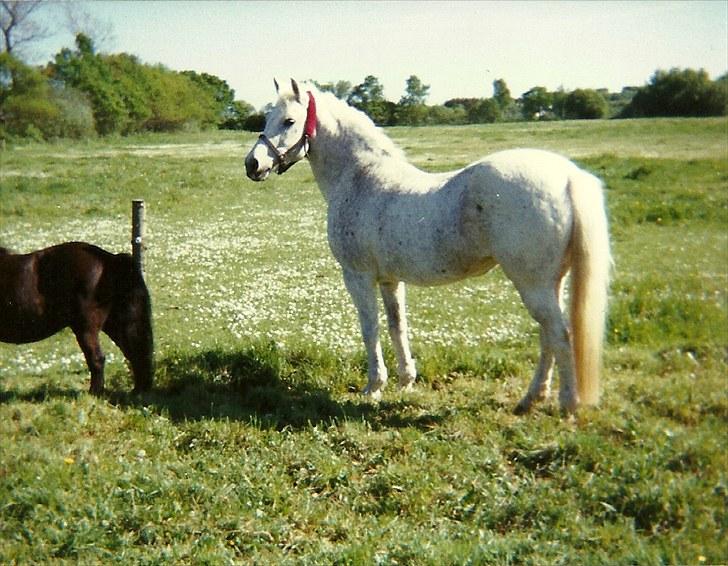 New Forest Citta *1992* billede 14