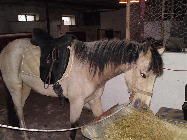 Anden særlig race Mister Surprice ( Solgt) - Mister med saddel på for første gang. d 27 april 2010 billede 5