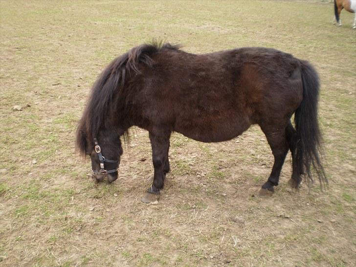 Shetlænder Lille Lise - På fold<3 billede 7