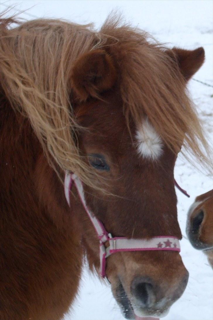 Shetlænder Mini "Mogge" billede 1