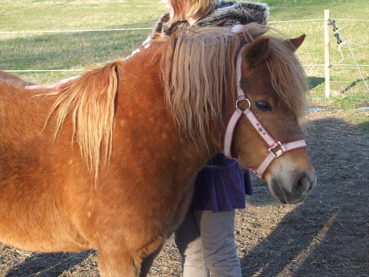 Shetlænder Mini "Mogge" billede 2
