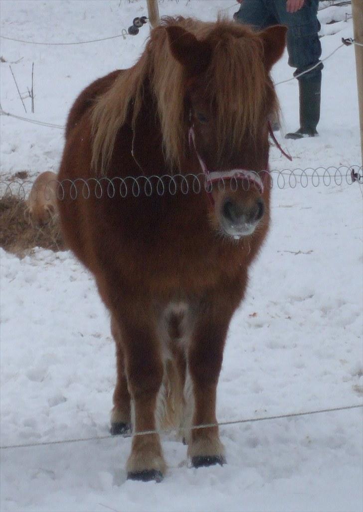 Shetlænder Mini "Mogge" billede 3