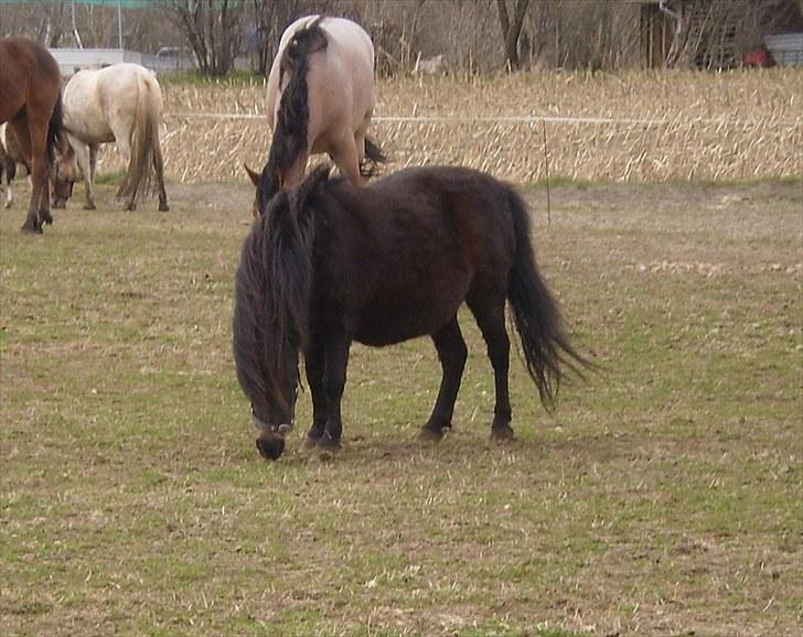 Shetlænder Lille Lise billede 8