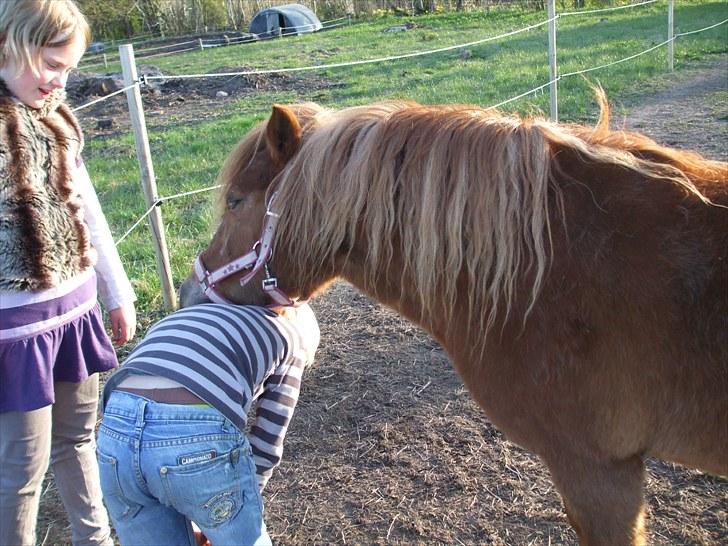 Shetlænder Mini "Mogge" billede 4