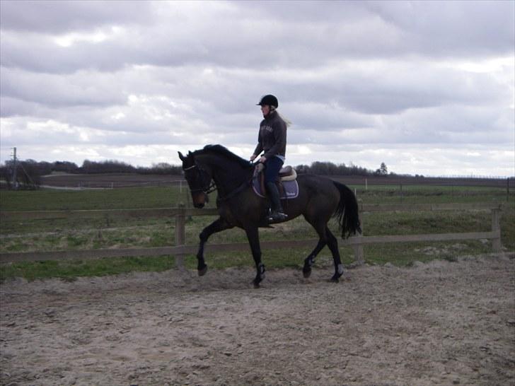 Holstener Lalido MS *SOLGT* billede 10