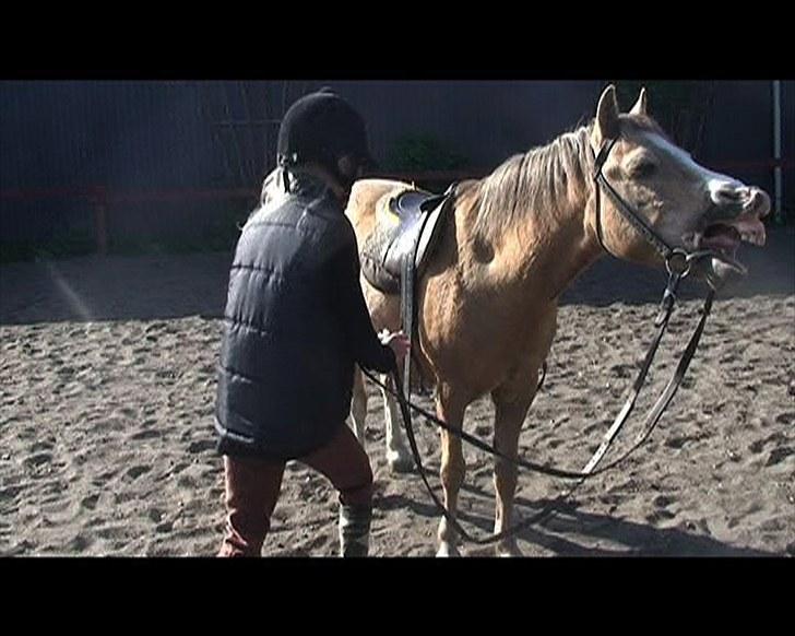 Anden særlig race Valdemar -  Her sætter jeg bøjlerne op på ham <3  billede 3