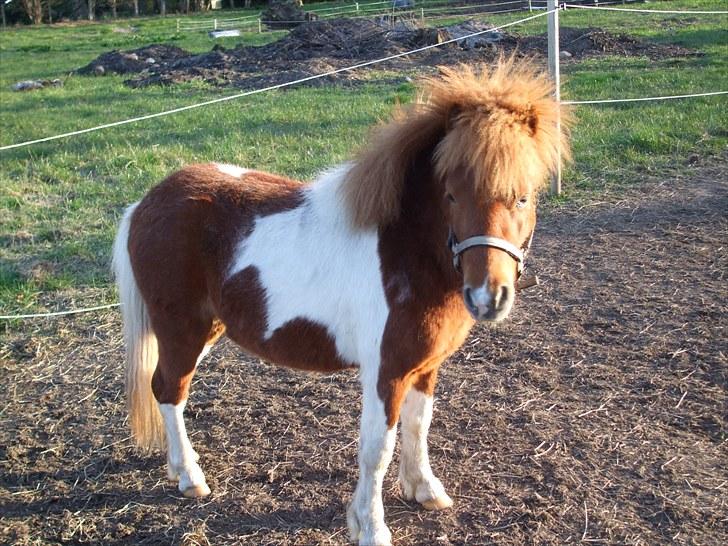 Shetlænder Pyrus *solgt* billede 1