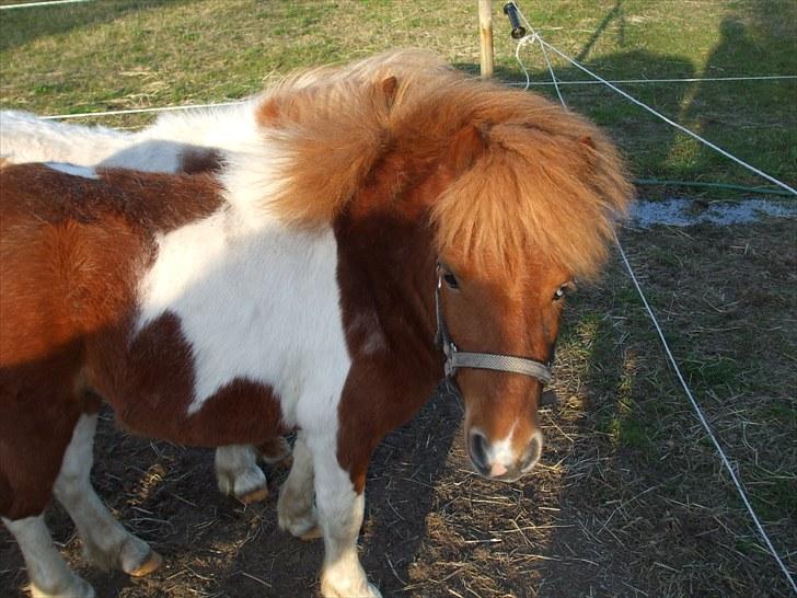 Shetlænder Pyrus *solgt* billede 2