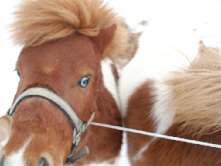 Shetlænder Pyrus *solgt* billede 3