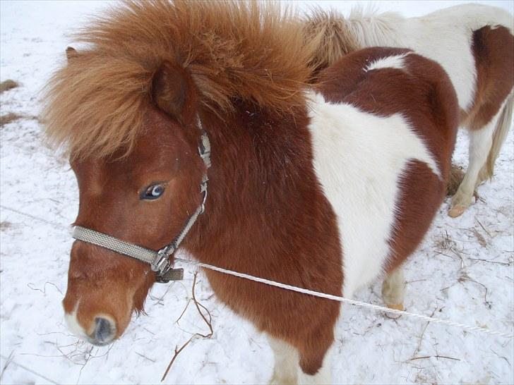 Shetlænder Pyrus *solgt* billede 4