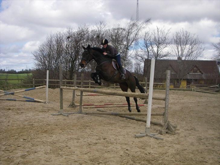 Holstener Lalido MS *SOLGT* billede 11