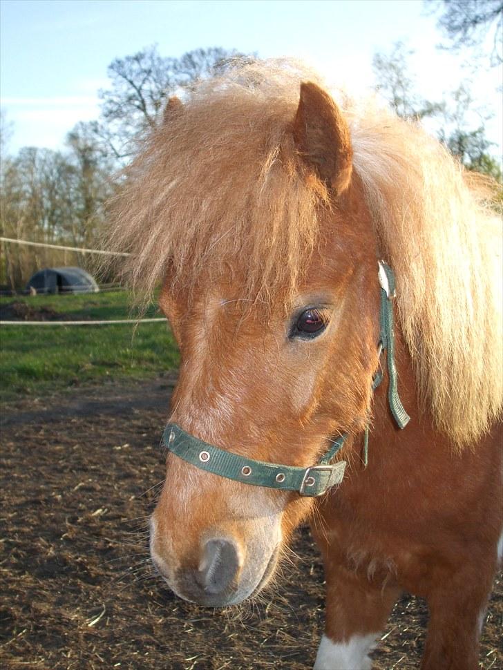 Shetlænder Buller *solgt* billede 1