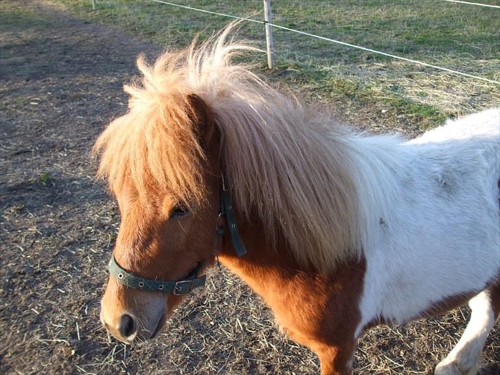 Shetlænder Buller *solgt* billede 2