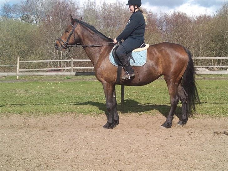 Anden særlig race montana billede 2