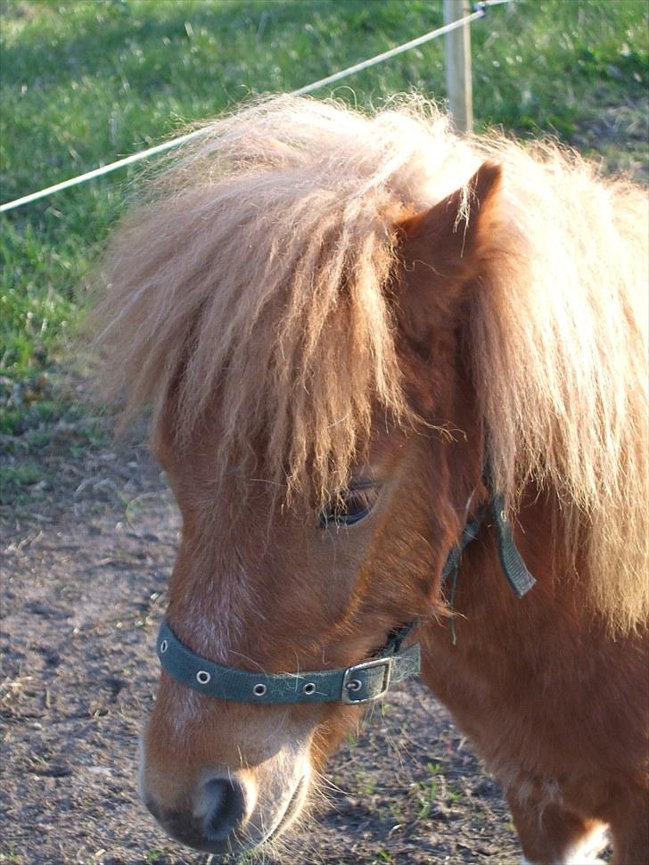 Shetlænder Buller *solgt* billede 3