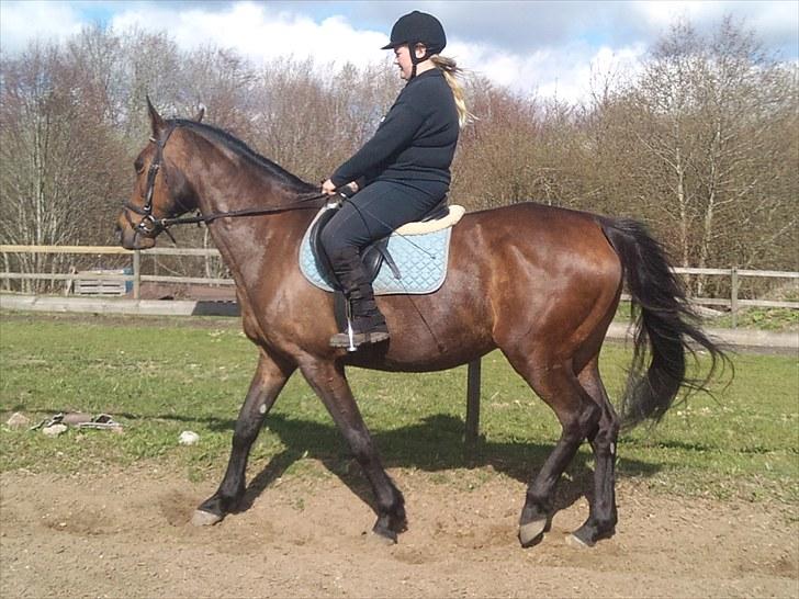 Anden særlig race montana billede 3