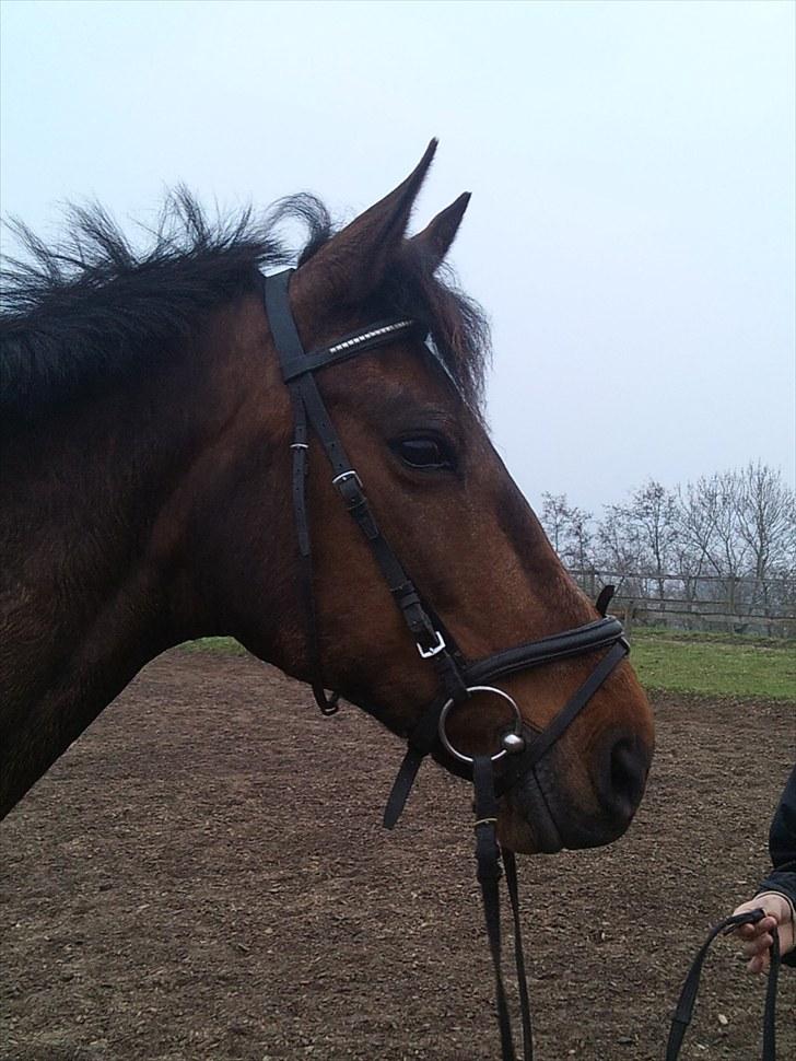 Anden særlig race montana billede 4