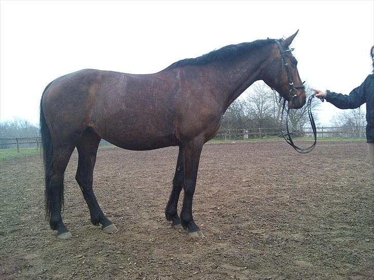 Anden særlig race montana billede 5