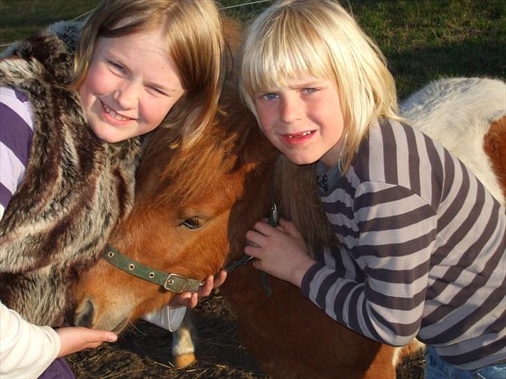 Shetlænder Buller *solgt* billede 4