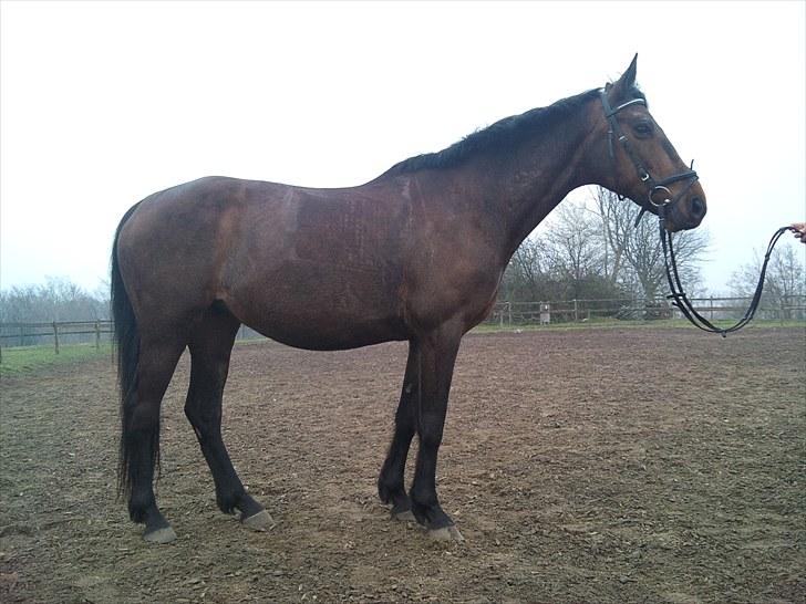 Anden særlig race montana billede 6