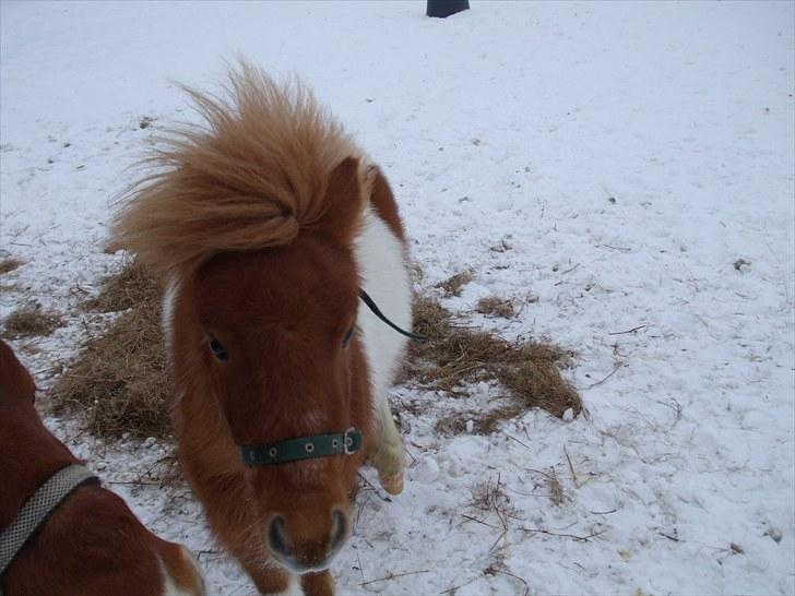 Shetlænder Buller *solgt* billede 5