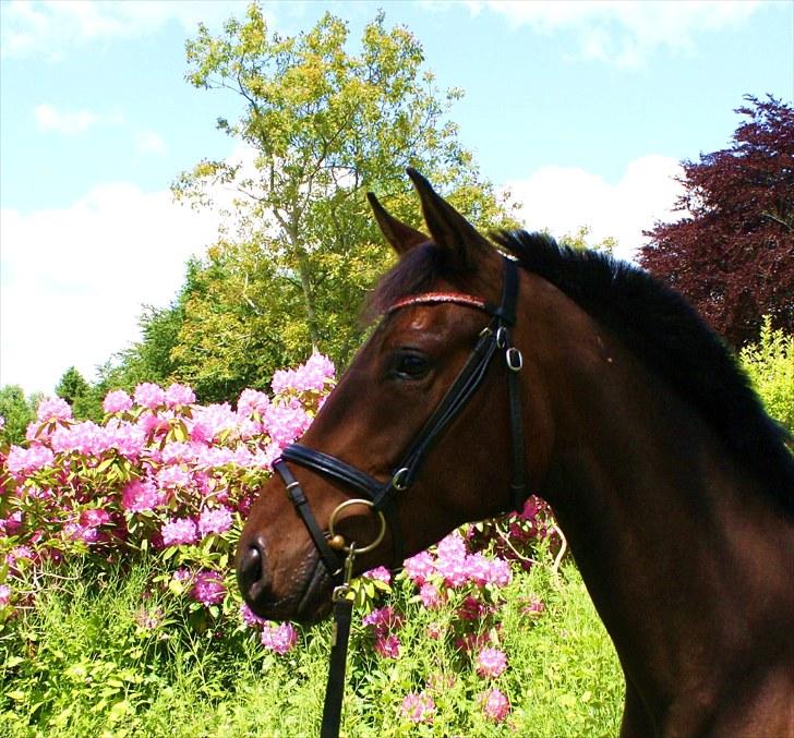 Dansk Varmblod ADRIANE (SOLGT) - 3. gang med rytter på og første gang hun er løs :D  billede 13