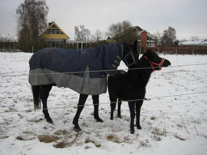 Welsh Mountain (sec A) Black Beauty billede 4