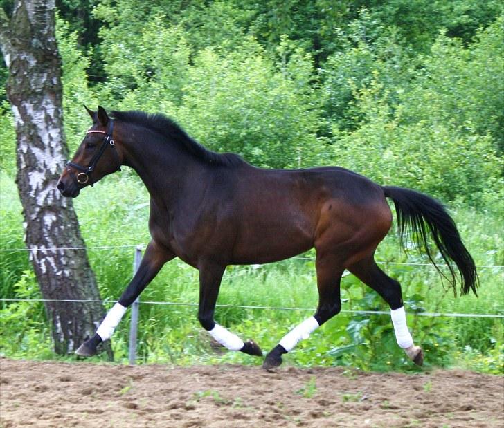 Dansk Varmblod ADRIANE (SOLGT) - adriane som ride hest :)  billede 14