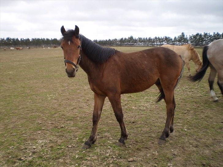 Anden særlig race Østermarkens Macoy - På fold<3 billede 4