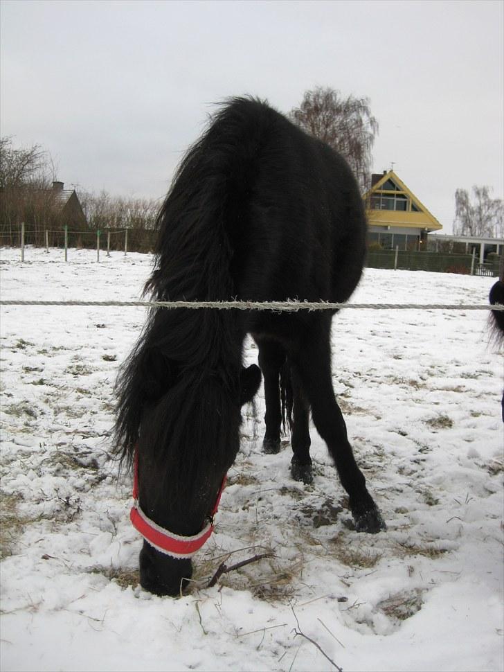 Welsh Mountain (sec A) Black Beauty billede 6