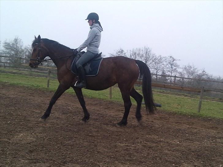 Anden særlig race montana billede 8