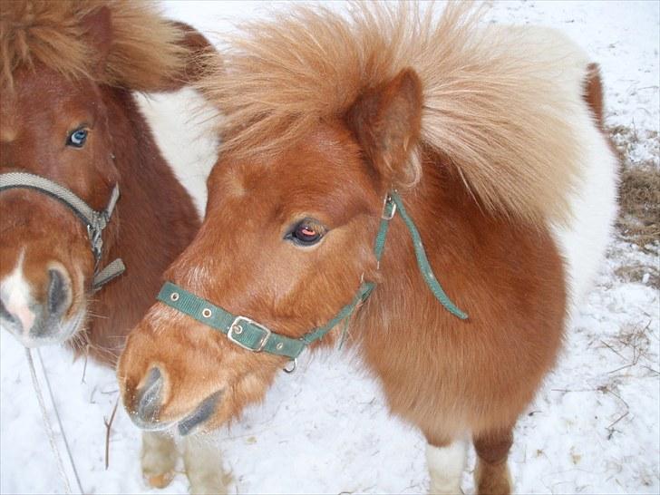 Shetlænder Buller *solgt* billede 6