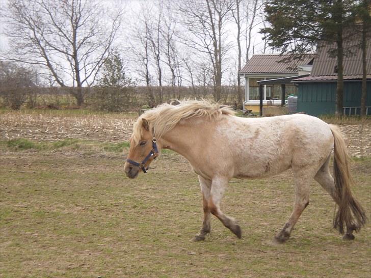 Anden særlig race Amira *SOLGT* - På fold<3 billede 2