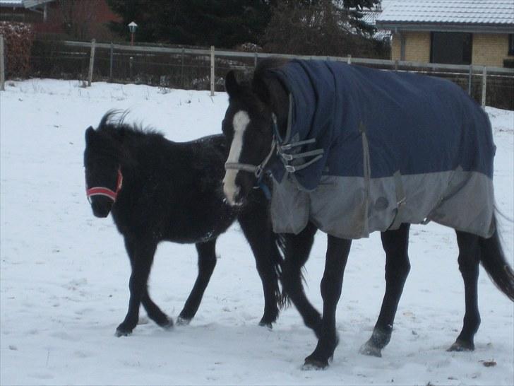 Welsh Mountain (sec A) Black Beauty billede 9